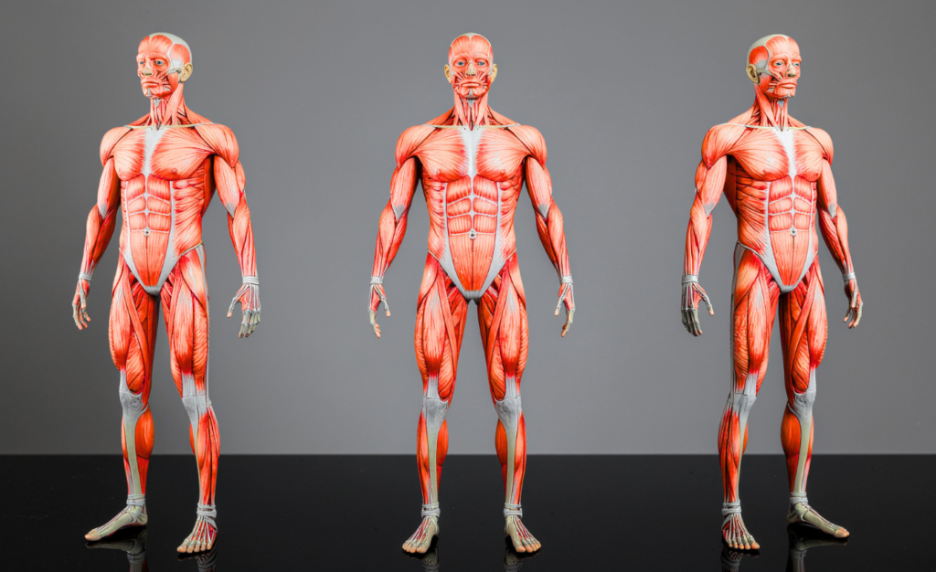 Body Transformation by Dr.Bansi tastifit.com