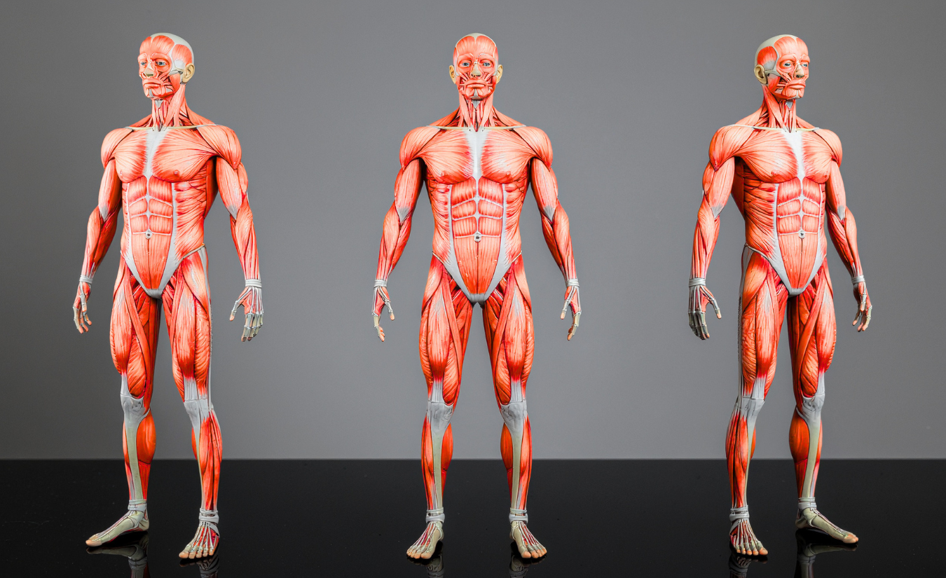 Body Transformation by Dr.Bansi tastifit.com